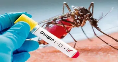 dengue recovery diet  ಡೆಂಘಿ ಜ್ವರ ಅಪಾಯ ತಪ್ಪಿಸಲು ತಪ್ಪದೇ ಈ ಆಹಾರ ಸೇವಿಸಿ  ಇದು ನಿಮ್ಮ ರಕ್ತದಲ್ಲಿ ಪ್ಲೇಟ್‌ಲೆಟ್ ಸಂಖ್ಯೆ ಹೆಚ್ಚಿಸುತ್ತೆ 