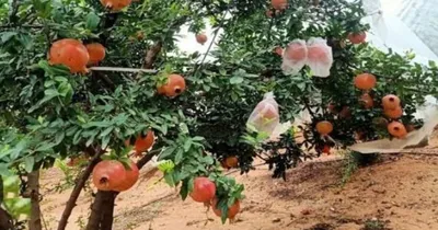 destroyed pomegranate trees  ರಾತ್ರೋ ರಾತ್ರಿ 200ಕ್ಕೂ ಹೆಚ್ಚು ದಾಳಿಂಬೆ ಗಿಡ ಧ್ವಂಸ ಮಾಡಿದ ಕಿಡಿಗೇಡಿಗಳು 