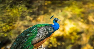 peacock  ಬೆಳ್ಳಂಬೆಳಗ್ಗೆ ನೀವು ನವಿಲು ನೋಡುತ್ತೀರಾ  ಹಾಗಿದ್ರೆ ಮಿಸ್  ಮಾಡ್ದೆ ಈ ಸ್ಟೋರಿ ನೋಡಿ