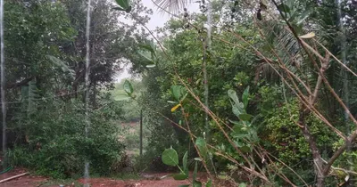 rain alert  ಕರಾವಳಿಯಲ್ಲಿ ಪೂರ್ವ ಮುಂಗಾರು ಮಳೆ ಬಿರುಸು   ಮೇ 22ರವರೆಗೆ ಯೆಲ್ಲೋ ಅಲರ್ಟ್