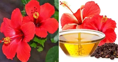 hibiscus oil  ಮನೆಯಲ್ಲೇ ದಾಸವಾಳದ ಎಣ್ಣೆ ತಯಾರಿಸಿ  ಕೂದಲನ್ನು ಪುನರ್ಯೌವನಗೊಳಿಸಿ 