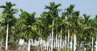 arecanut  ಅಡಿಕೆಯ ಗಿಡಗಳನ್ನು ಬಿಸಿಲಿನಿಂದ ರಕ್ಷಿಸುವುದು ಹೇಗೆ 