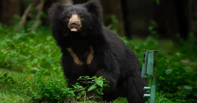 black bear meat  ಕರಡಿ ಮಾಂಸ ತಿಂದ ಕುಟುಂಬದ ಸದಸ್ಯರ ಮೆದುಳಿನಲ್ಲಿ ಹುಳ