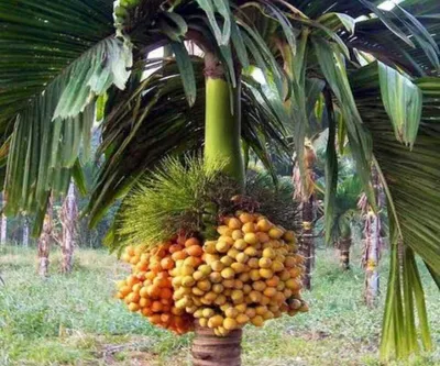 areca nut farming  ಅಡಿಕೆಯನ್ನು ವೈಜ್ಞಾನಿಕವಾಗಿ ಬೆಳೆಯಬಹುದ 