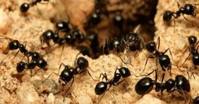 black ants  ಕಪ್ಪು ಇರುವೆಗಳು ನಿಮ್ಮ ಮನೆಯಲ್ಲಿ ಹರಿದಾಡುತ್ತಿವೆಯೇ  ಈ ರೀತಿ ಆದ್ರೆ ಏನು ಅರ್ಥ ಗೊತ್ತಾ    ಗೊತ್ತಾದ್ರೆ ಅಚ್ಚರಿ ಪಡ್ತೀರಾ