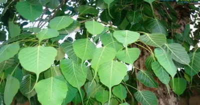 peepal tree health benefits  ನಿತ್ಯವೂ ನೀವು ಪೂಜಿಸುವ ಅರಳಿ ಮರದಲ್ಲೂ ಉಂಟು ಈ ಎಲ್ಲಾ ಔಷಧೀಯ ಗುಣಗಳು   