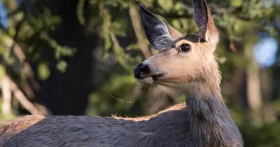 zombie deer disease  ಮಾಂಸ ಪ್ರಿಯರೇ ಹುಷಾರ್   ಇನ್ನು  ಈ ಪ್ರಾಣಿಯ ಮಾಂಸ ತಿಂದ್ರೆ ಇಡೀ ಜಗತ್ತಿಗೆ ಹರಡುತ್ತೆ ಪ್ರಾಣವನ್ನೇ ತೆಗೆಯೋ ಸಾಂಕ್ರಾಮಿಕ ರೋಗ   