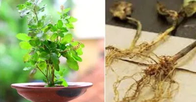 tulsi root  ತುಳಸಿ ಬೇರನ್ನು ಈ ರೀತಿ ಬಳಸಿದರೆ ಅದೃಷ್ಟ ನಿಮ್ಮ ಪಾಲಾಗುವುದು ಖಂಡಿತಾ 