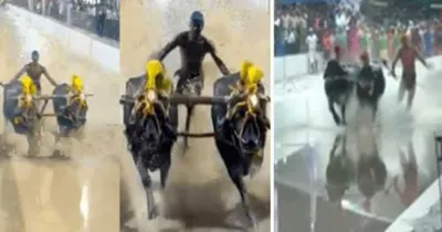 bengaluru kambala winners  ಬೆಂಗಳೂರು ಕಂಬಳಕ್ಕೆ ವೈಭವೋಪೇತ ತೆರೆ  ಯಾವ  ವಿಭಾಗದಲ್ಲಿ ಯಾರು ಜಯಶಾಲಿ  ಫೈನಲ್ ನಲ್ಲಿ ಟೈ ಆದ ಕೋಣಗಳು ಯಾವುವು     