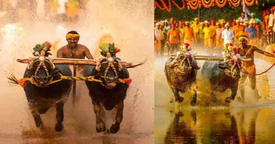 bengaluru kambala   ಬೆಂಗಳೂರು ಕಂಬಳ  ಆಯೋಜಕರ ವಿರುದ್ಧು ದೂರು ದಾಖಲು ಪ್ರಕರಣ   ಸಂಘಟಕರು ಪಾವತಿಸಿದ ದಂಡವೆಷ್ಟು   