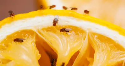 fruit flies ಎಷ್ಟೇ ಜೋಪಾನ ಮಾಡಿದರೂ ಹಣ್ಣುಗಳಿಗೆ ಕೀಟಗಳ ಉಪಟಳವೇ   ಈ ವಿಧಾನ ಬಳಸಿದ್ರೆ ಹತ್ತಿರಕ್ಕೂ ಸುಳಿಯಲ್ಲ