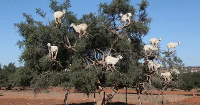 goat tree  ಇದೇನು ಮೇಕೆ ಮರವೇ   ವೀಡಿಯೋ ನೋಡಿ ಶಾಕ್ ಆದ ನೆಟ್ಟಿಜನ್ಸ್  