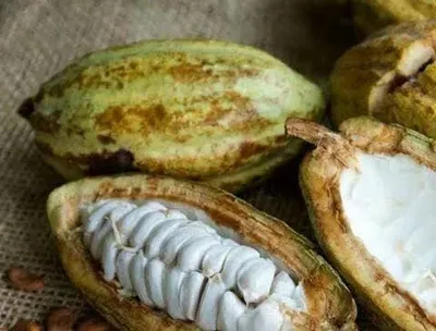 cocoa market price  ಇಳಿಕೆ ಕಂಡ ಕೊಕ್ಕೋ ಧಾರಣೆ  ಕೆ ಜಿ ಗೆ 100 ರೂ ಇಳಿಕೆ