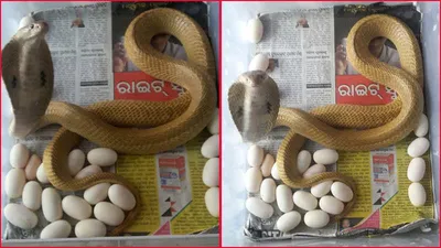 king cobra  ಕಿಂಗ್ ಕೋಬ್ರಾ ವರ್ಷಕ್ಕೆ ಎಷ್ಟು ಮರಿಗಳನ್ನು ಇಡುತ್ತೆ ಗೊತ್ತಾ  ಈ ಸೀಕ್ರೇಟ್​ ಗೊತ್ತಾದ್ರೆ ನೀವು ಶಾಕ್​ ಆಗೋದಂತೂ ಪಕ್ಕಾ 