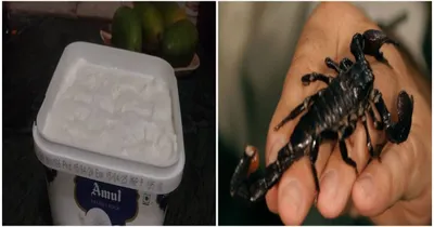 scorpion found in ice cream  ಆನ್ಲೈನಲ್ಲಿ ಆರ್ಡರ್ ಮಾಡಿದ ಐಸ್‌ಕ್ರೀಮ್‌   ಮೊನ್ನೆ ಮನುಷ್ಯನ ಬೆರಳು  ಇಂದು ಚೇಳು ಪತ್ತೆ   