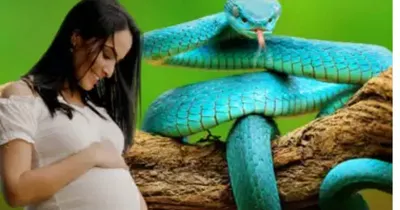 pregnant women and snake  ಯಾವುದೇ ವಿಷಪೂರಿತ ಹಾವು ಗರ್ಭಿಣಿಯ ಹತ್ತಿರವೂ ಸುಳಿಯುವುದಿಲ್ಲ   ಯಾಕೆ ಗೊತ್ತಾ   ಇದರ ಹಿಂದಿದೆ ನಿಮಗೆ ಗೊತ್ತಿರದ ರೋಚಕ ವಿಚಾರ  