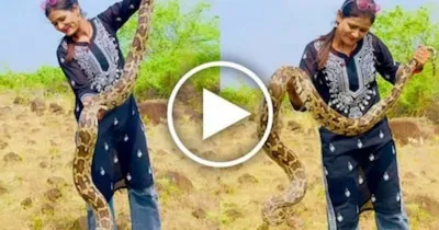 python viral video  ಹೆಬ್ಬಾವಿನೊಂದಿಗೆ ಆಟವಾಡಿದ ಮಹಿಳೆ  ಅವಳು ಹೇಗೆಲ್ಲಾ ಆಡಿದ್ಲು ಅಂತ ತಿಳುದ್ರೆ ಶಾಕ್ ಆಗೋದು ಪಕ್ಕಾ   