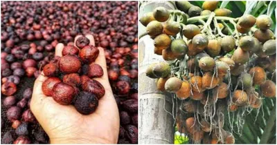 plight of nut growers   ಅಡಿಕೆ ಬೆಳೆಗಾರರಿಗೆ ಬಿಗ್ ಶಾಕ್  ಗಾಯದ ಮೇಲೆ ಬರೆ ಎಳೆದೇ ಬಿಟ್ಟ ಸರ್ಕಾರ   