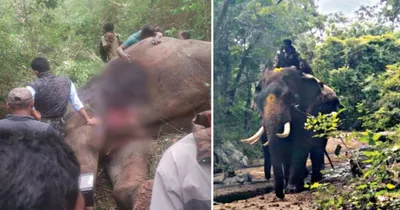 arjuna elephant death case   ಅರ್ಜುನ ಆನೆ ಸಾವಿನ ವಿಚಾರ  ಬಯಲಾಯ್ತು ಮತ್ತೊಂದು ರೋಚಕ ಸತ್ಯ   ವೈರಲ್ ಆಯ್ತು ಮಾವುತ ಮಾತಾಡಿದ ಆಡಿಯೋ  