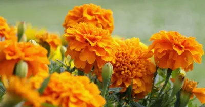 marigold flower   ಮಾರಿಗೋಲ್ಡ್ ಹೂವು ಯಾವ ದೇಶದಲ್ಲಿ ಮೊದಲು ಅರಳಿತು ಗೊತ್ತಾ    ಇವುಗಳಲ್ಲಿನ ಎಷ್ಟು ಔಷಧೀಯ ಗುಣಗಳ ಬಗ್ಗೆ ನಿಮಗೆಷ್ಟು ಗೊತ್ತು 