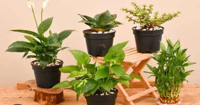 lucky plants  ವರ್ಷಾಂತ್ಯಕ್ಕೆ ಮನೆಯಲ್ಲಿ ಈ ಗಿಡಗಳನ್ನು ನೆಡಿ   ಹೊಸ ವರ್ಷಕ್ಕೆ ನಿಮ್ಮ ಸಂಪತ್ತು ಹೇಗೆ ಏರಿಕೆ ಕಾಣುತ್ತೆ ನೋಡಿ