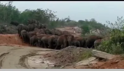 elephants found in tamilnadu  ಏಕಕಾಲಕ್ಕೆ 70ಕ್ಕೂ ಅಧಿಕ ಕಾಡಾನೆಗಳು ಪ್ರತ್ಯಕ್ಷ   ಅಬ್ಬಬ್ಬಾ   ಭಯ ಹುಟ್ಟಿಸುತ್ತೆ ವಿಡಿಯೋ  