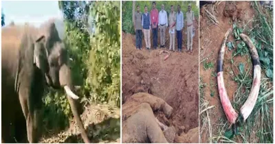 elephant death  ಅರ್ಜುನನ ಬೆನ್ನಲ್ಲೇ ಮತ್ತೊಂದು ಆನೆ ಸಾವು   