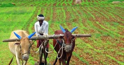 agriculture budget 2024  ಬಜೆಟ್‌ನಲ್ಲಿ ಕೃಷಿ ಕ್ಷೇತ್ರದ ಮೇಲೆ ಕೇಂದ್ರೀಕರಣ 